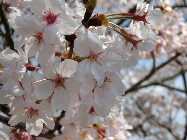 千葉の観光 桜と菜の花を楽しむ 春の房総半島穴場のドライブコース にゃんころげのまえむきぶろぐ